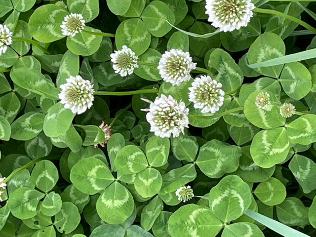 施術の説明　リンパケアよしよし　へ